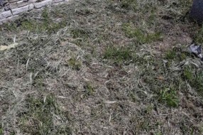 Kako se održava Senćansko groblje?