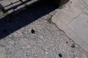 Kako se održava Senćansko groblje?
