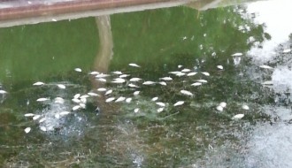 Uginula riba na Paliću