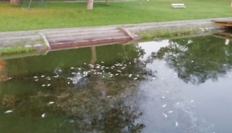 Uginula riba na Paliću