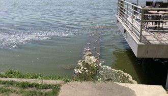 Uginula riba na Paliću