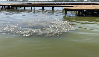 Uginula riba na Paliću