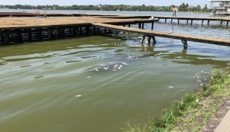 Uginula riba na Paliću