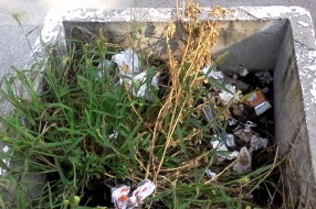 "Afinitet" prema lepoti i zelenilu