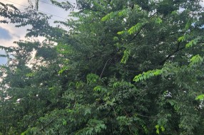 Gelegunja obrasla u banderu