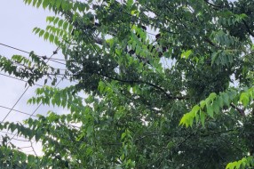 Gelegunja obrasla u banderu