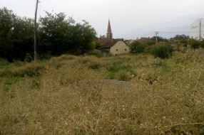 Ambrozija na Prozivci