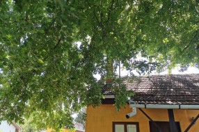 Opasno veliko drveće čeka na uklanjanje
