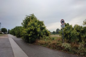 Žbunje-divlje rastinje u Verušićkoj uluci