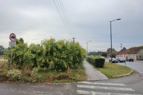 Žbunje-divlje rastinje u Verušićkoj uluci