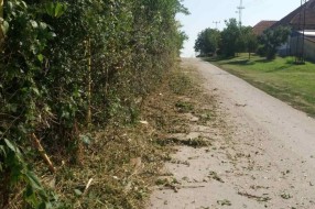 Žbunje-divlje rastinje u Verušićkoj uluci