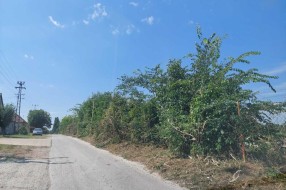 Žbunje-divlje rastinje u Verušićkoj uluci