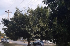 Električne žice u krošnji drveća (ugao Đorđa Natoševića i Prvog ustanka)