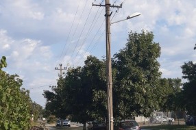 Električne žice u krošnji drveća (ugao Đorđa Natoševića i Prvog ustanka)