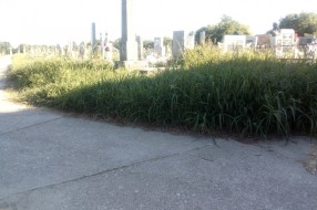 (Ne)održavanje groblja u Bajmoku