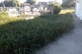 (Ne)održavanje groblja u Bajmoku