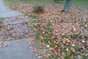 Izvaljeno stablo i oštećeni tortoar na Segedinskom putu