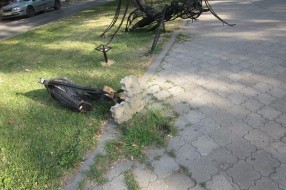 Uništeno 12 korpi za smeće na Radijalcu