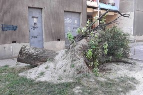 (Za)ostalo srušeno drvo kod ulaza u zgradu