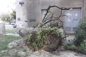 (Za)ostalo srušeno drvo kod ulaza u zgradu