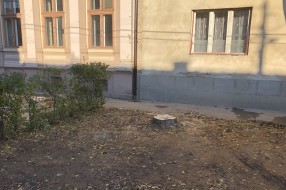 Posečena stabla, a ostavljeni panjevi u ulici Henrika Sjenkjevića