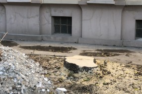 Posečena stabla, a ostavljeni panjevi u ulici Henrika Sjenkjevića