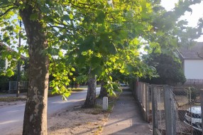 Potrebno orezivanje drvoreda u Igumanskoj ulici