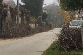 Posle orezivanja granje stoji na ulici nedelju dana