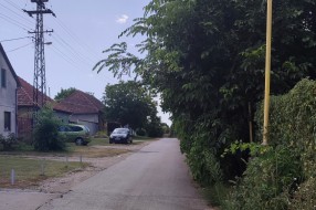 Divlje rastinje u Verušićkoj ulici