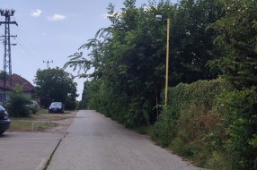 Divlje rastinje u Verušićkoj ulici