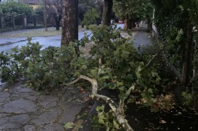 Neorezana drva u Igumanskoj ulici