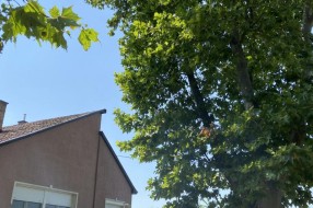 Neorezana drva u Igumanskoj ulici