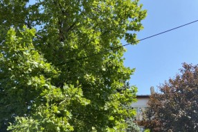 Neorezana drva u Igumanskoj ulici