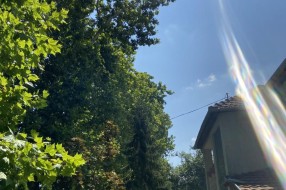 Neorezana drva u Igumanskoj ulici