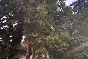Neorezana drva u Igumanskoj ulici