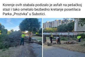 Seča stabala na Prozivci