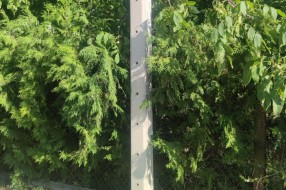 Stub javne rasvete u 46. novoj postavljen uz krošnju ogromnog drveta