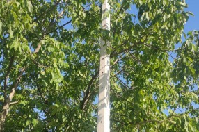 Stub javne rasvete u 46. novoj postavljen uz krošnju ogromnog drveta