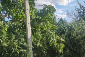 Stub javne rasvete u 46. novoj postavljen uz krošnju ogromnog drveta