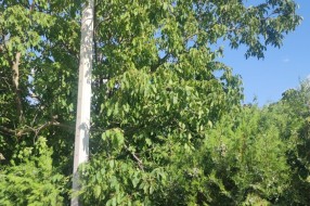 Stub javne rasvete u 46. novoj postavljen uz krošnju ogromnog drveta