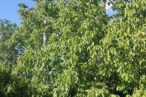 Stub javne rasvete u 46. novoj postavljen uz krošnju ogromnog drveta