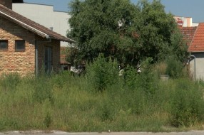 Korov - ambrozija na mnogo mesta u Subotici