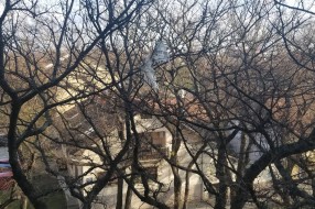 Smeće na drvetu ispred zgrade
