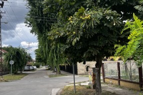 Zaklonjen rastinjem saobraćajni znak "Stop" na raskrsnici ulica Đure Jakšića i Trebinjske