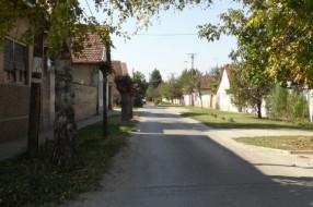 Razgranate grane u ulici Nade Dimić