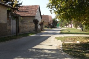 Razgranate grane u ulici Nade Dimić