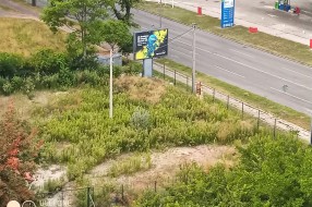 Ambrozija dva metra visine na privatnom posedu na Prozivci