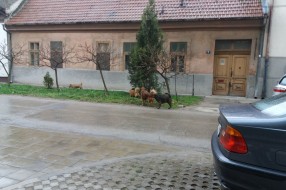 Psi lutalice u centru grada