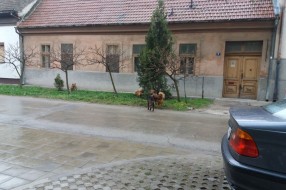 Psi lutalice u centru grada