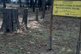 Isečeni drva na Paliću